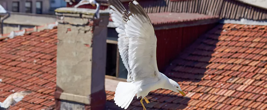 Residential Chimney Animal Removal Solution in Winchester, NV