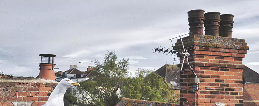 Chimney Cleaning And Restoration in Winchester, Nevada